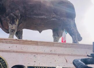 CONVOCADOS LOS 33 MIL GANADEROS DEL ESTADO A CONFORMAR EL NUEVO CONSEJO DIRECTIVO DE LA UNIÓN GANADERA REGIONAL DE SONORA: RUBÉN MOLINA MOLINA