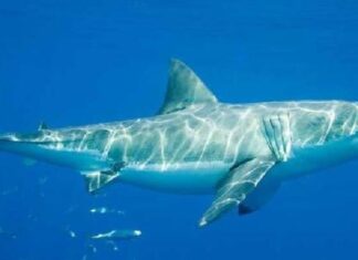 Alertan por presencia de tiburón blanco en playas de Sonora