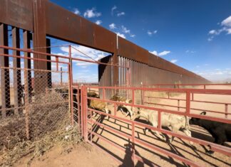 Se reactiva cruce total de ganado por frontera de Sonora