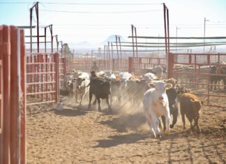 Gestiones del Gobernador Durazo reanudan en Sonora la exportación de ganado a Estados Unidos