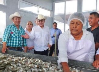 Gobernador Durazo posiciona a Sonora como líder nacional en producción de camarón