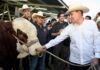 Logra Gobernador Durazo regularizar el ritmo de exportación de ganado a Estados Unidos