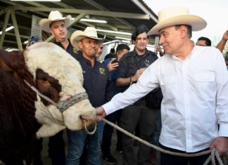 Logra Gobernador Durazo regularizar el ritmo de exportación de ganado a Estados Unidos