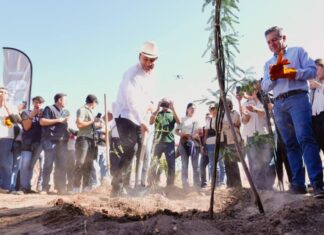 Gobernador Durazo proyecta legado ambiental con plantación de más de 4 mil árboles en La Sauceda