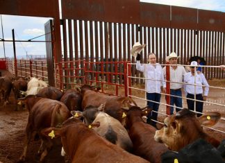 Gobernador Durazo reanuda exportación de ganado a Estados Unidos; Sonora es el primer estado en México