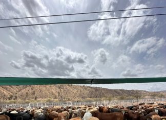 Inicia USDA revisión en Sonora como paso para la reapertura de la frontera: Gobierno de Sonora