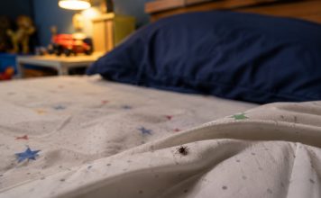 Llama Salud Sonora a revisar los dormitorios para prevenir la fiebre manchada y evitar contagios en la población