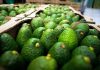 Sheinbaum garantiza seguridad para inspectores de EE.UU. y empacadores de aguacate en Michoacán