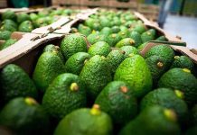 Sheinbaum garantiza seguridad para inspectores de EE.UU. y empacadores de aguacate en Michoacán