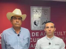 Gobierno de Sonora refuerza vigilancia sanitaria ante detección de gusano barrenador