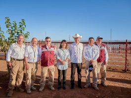 Reactivan Gobernador Durazo y Presidenta Sheinbaum exportación de ganado a EU; inicia cruce por Agua Prieta